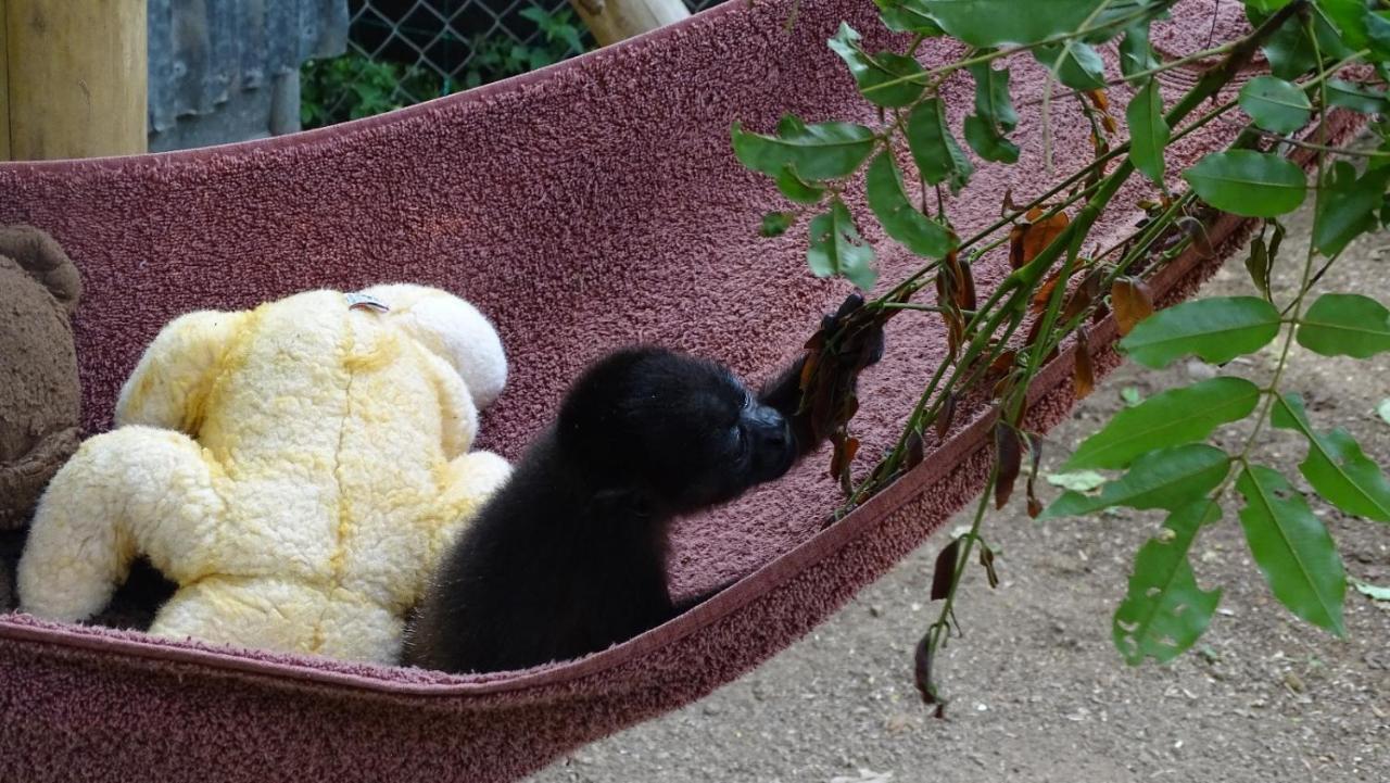 Jungle Lodge At Wild Sun Rescue Center Cabuya  ภายนอก รูปภาพ