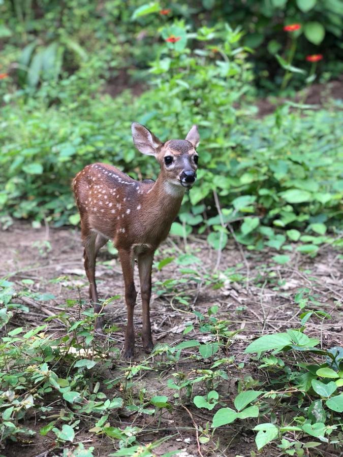 Jungle Lodge At Wild Sun Rescue Center Cabuya  ภายนอก รูปภาพ