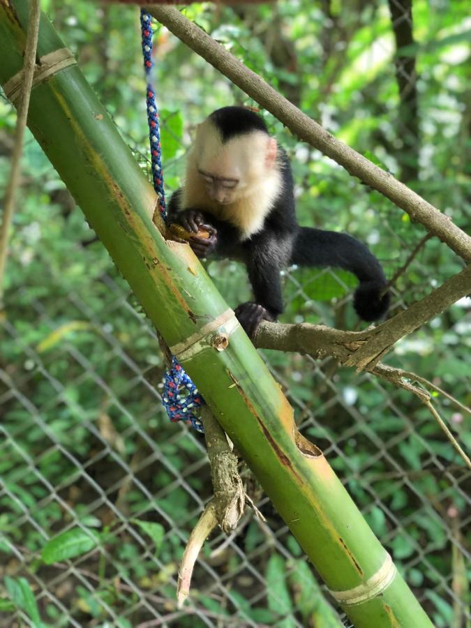 Jungle Lodge At Wild Sun Rescue Center Cabuya  ภายนอก รูปภาพ