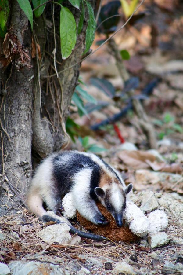 Jungle Lodge At Wild Sun Rescue Center Cabuya  ภายนอก รูปภาพ