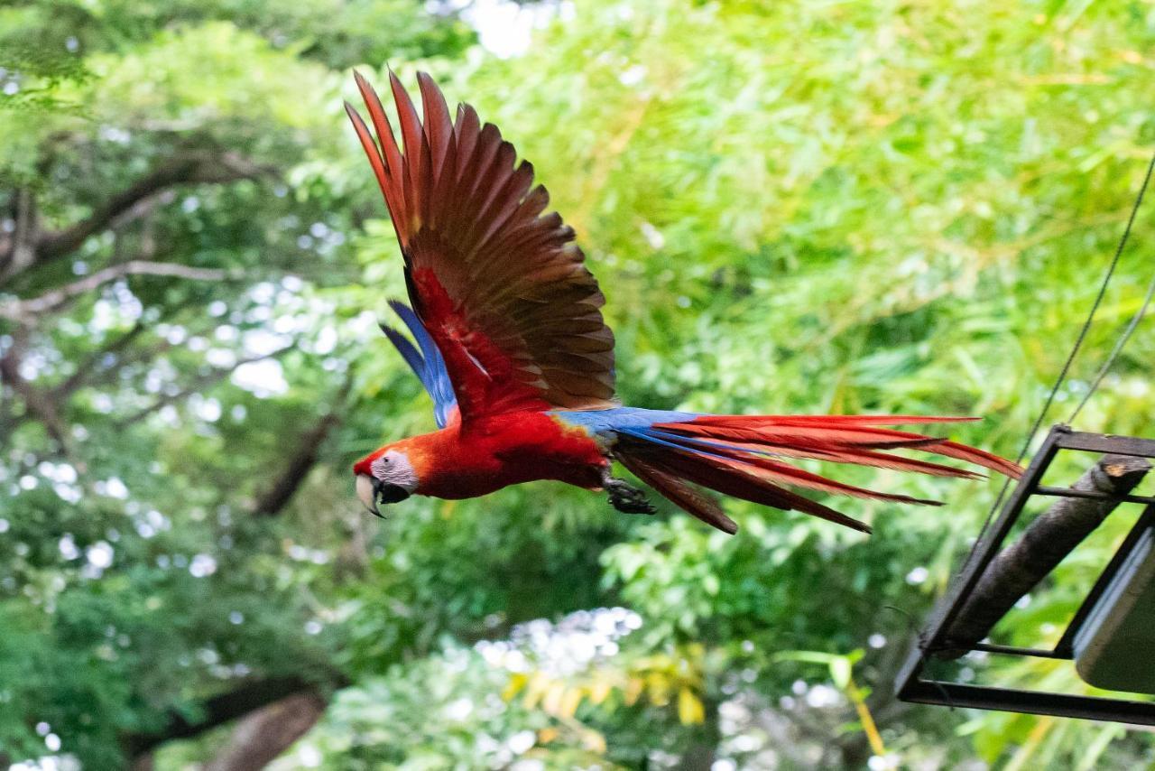 Jungle Lodge At Wild Sun Rescue Center Cabuya  ภายนอก รูปภาพ